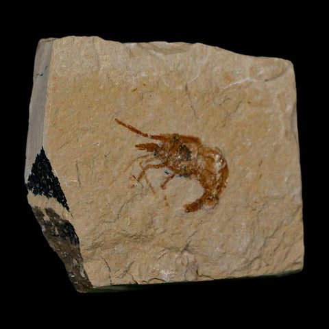 1.1" Fossil Shrimp Carpopenaeus Cretaceous Age 100 Mil Yrs Old Lebanon COA - Fossil Age Minerals