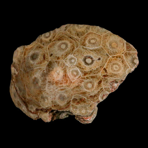4.2" Polished Hexagonaria Coral Fossil Devonian Age 350 Million Yrs Old Morocco - Fossil Age Minerals