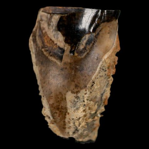 XL 0.8" Triceratops Fossil Tooth Hell Creek FM Cretaceous Dinosaur MT COA & Display - Fossil Age Minerals