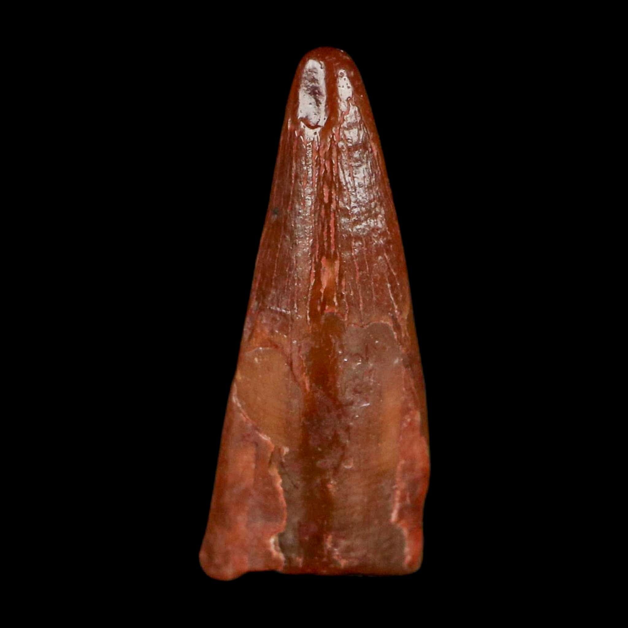 0.6" Pterosaur Coloborhynchus Fossil Tooth Upper Cretaceous Morocco COA, Display - Fossil Age Minerals