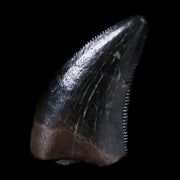 0.4" Dakotaraptor Serrated Tooth Fossil Raptor Hell Creek FM Montana COA, Display