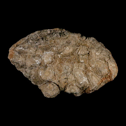 4.2" Polished Hexagonaria Coral Fossil Devonian Age 350 Million Yrs Old Morocco - Fossil Age Minerals