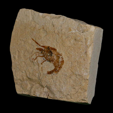 1.1" Fossil Shrimp Carpopenaeus Cretaceous Age 100 Mil Yrs Old Lebanon COA - Fossil Age Minerals