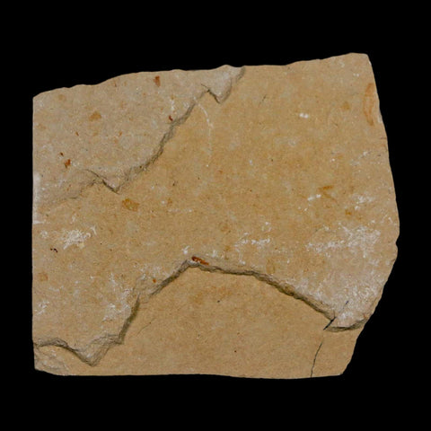 1.1" Fossil Shrimp Carpopenaeus Cretaceous Age 100 Mil Yrs Old Lebanon COA - Fossil Age Minerals