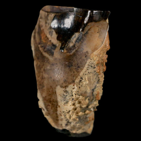 XL 0.8" Triceratops Fossil Tooth Hell Creek FM Cretaceous Dinosaur MT COA & Display - Fossil Age Minerals