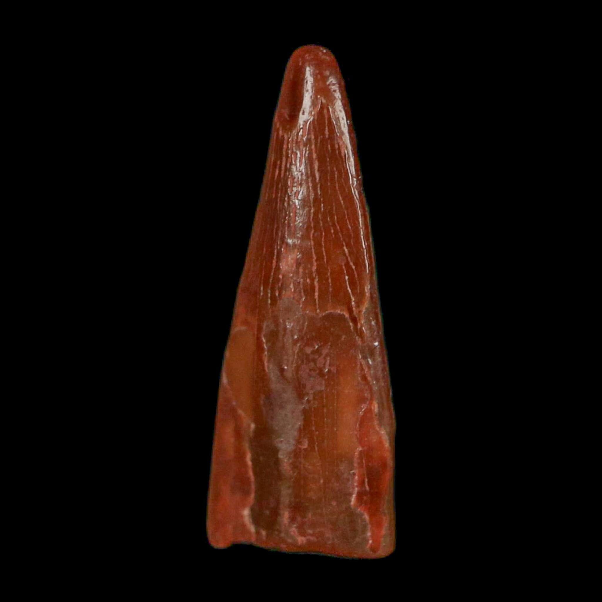 0.6" Pterosaur Coloborhynchus Fossil Tooth Upper Cretaceous Morocco COA, Display - Fossil Age Minerals