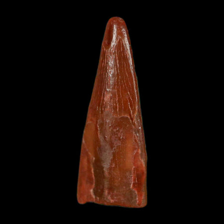 0.6" Pterosaur Coloborhynchus Fossil Tooth Upper Cretaceous Morocco COA, Display