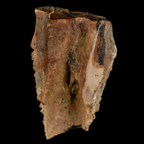 XL 0.8" Triceratops Fossil Tooth Hell Creek FM Cretaceous Dinosaur MT COA & Display - Fossil Age Minerals
