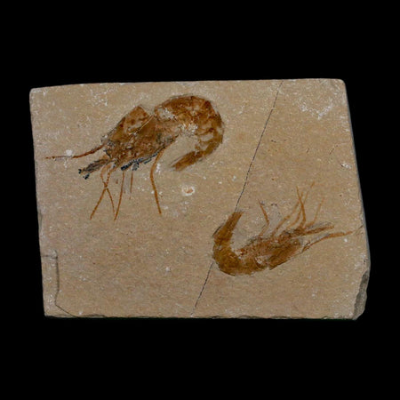 2 Two Fossil Shrimp Carpopenaeus Cretaceous Age 100 Mil Yrs Old Lebanon COA
