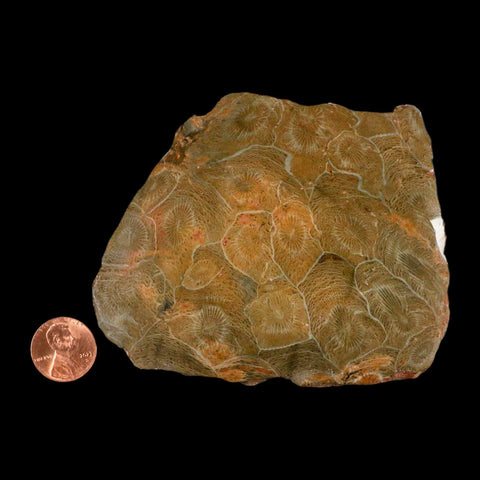 3.9" Polished Hexagonaria Coral Fossil Devonian Age 350 Million Yrs Old Morocco - Fossil Age Minerals