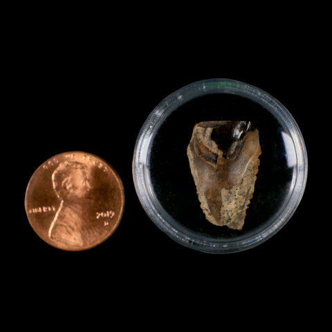 XL 0.8" Triceratops Fossil Tooth Hell Creek FM Cretaceous Dinosaur MT COA & Display - Fossil Age Minerals