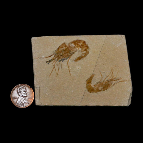 2 Two Fossil Shrimp Carpopenaeus Cretaceous Age 100 Mil Yrs Old Lebanon COA - Fossil Age Minerals