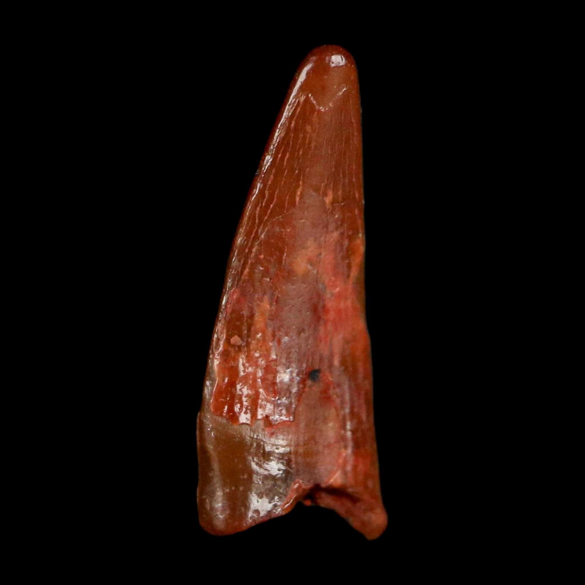 0.6" Pterosaur Coloborhynchus Fossil Tooth Upper Cretaceous Morocco COA, Display - Fossil Age Minerals