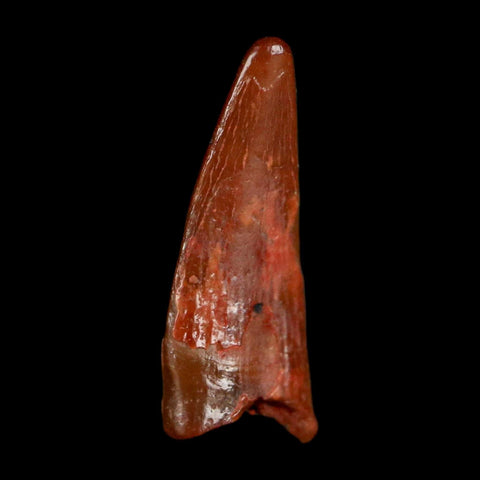 0.6" Pterosaur Coloborhynchus Fossil Tooth Upper Cretaceous Morocco COA, Display - Fossil Age Minerals