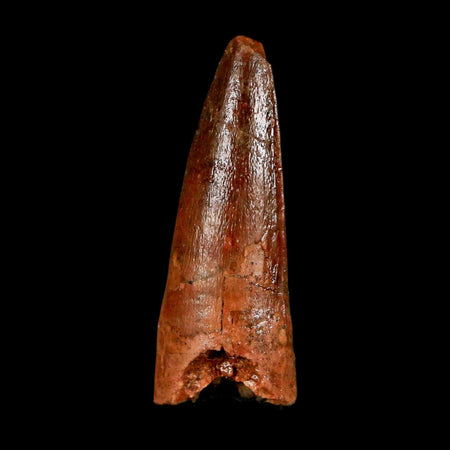 1.3" Spinosaurus Fossil Tooth 100 Million Years Old Cretaceous Dinosaur COA Stand