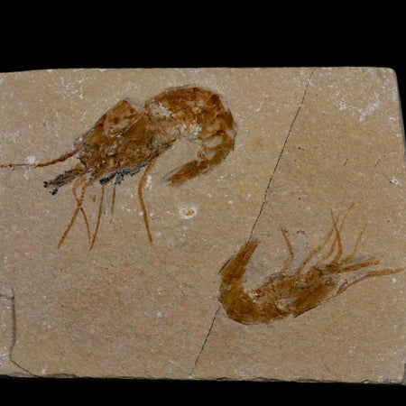 2 Two Fossil Shrimp Carpopenaeus Cretaceous Age 100 Mil Yrs Old Lebanon COA