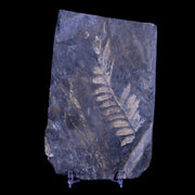 5.1" Alethopteris Fern Plant Leaf Fossil Carboniferous Age Llewellyn FM ST Clair, PA
