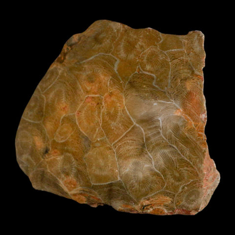 3.9" Polished Hexagonaria Coral Fossil Devonian Age 350 Million Yrs Old Morocco - Fossil Age Minerals