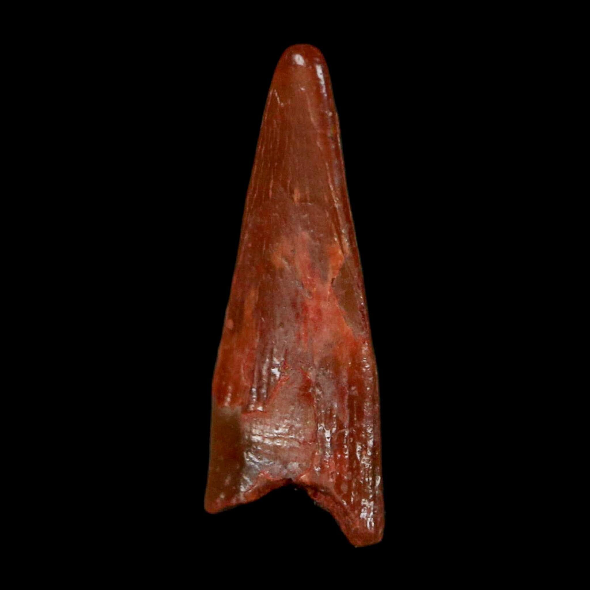 0.6" Pterosaur Coloborhynchus Fossil Tooth Upper Cretaceous Morocco COA, Display - Fossil Age Minerals