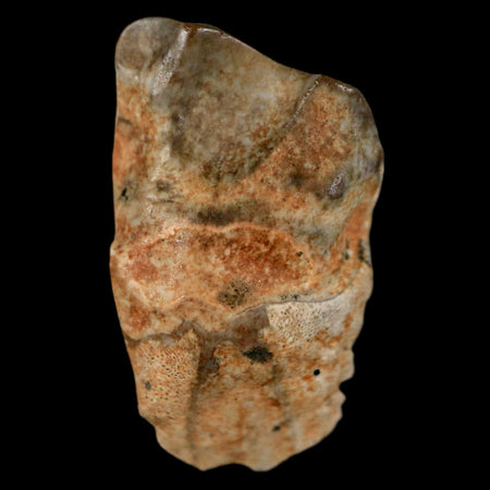XL 0.8" Triceratops Fossil Tooth Hell Creek FM Cretaceous Dinosaur MT COA & Display