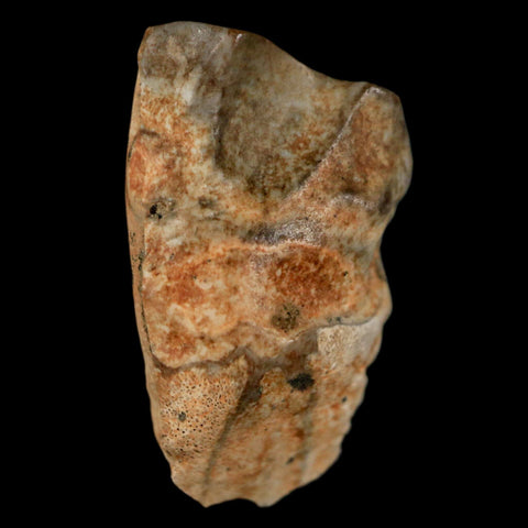 XL 0.8" Triceratops Fossil Tooth Hell Creek FM Cretaceous Dinosaur MT COA & Display - Fossil Age Minerals