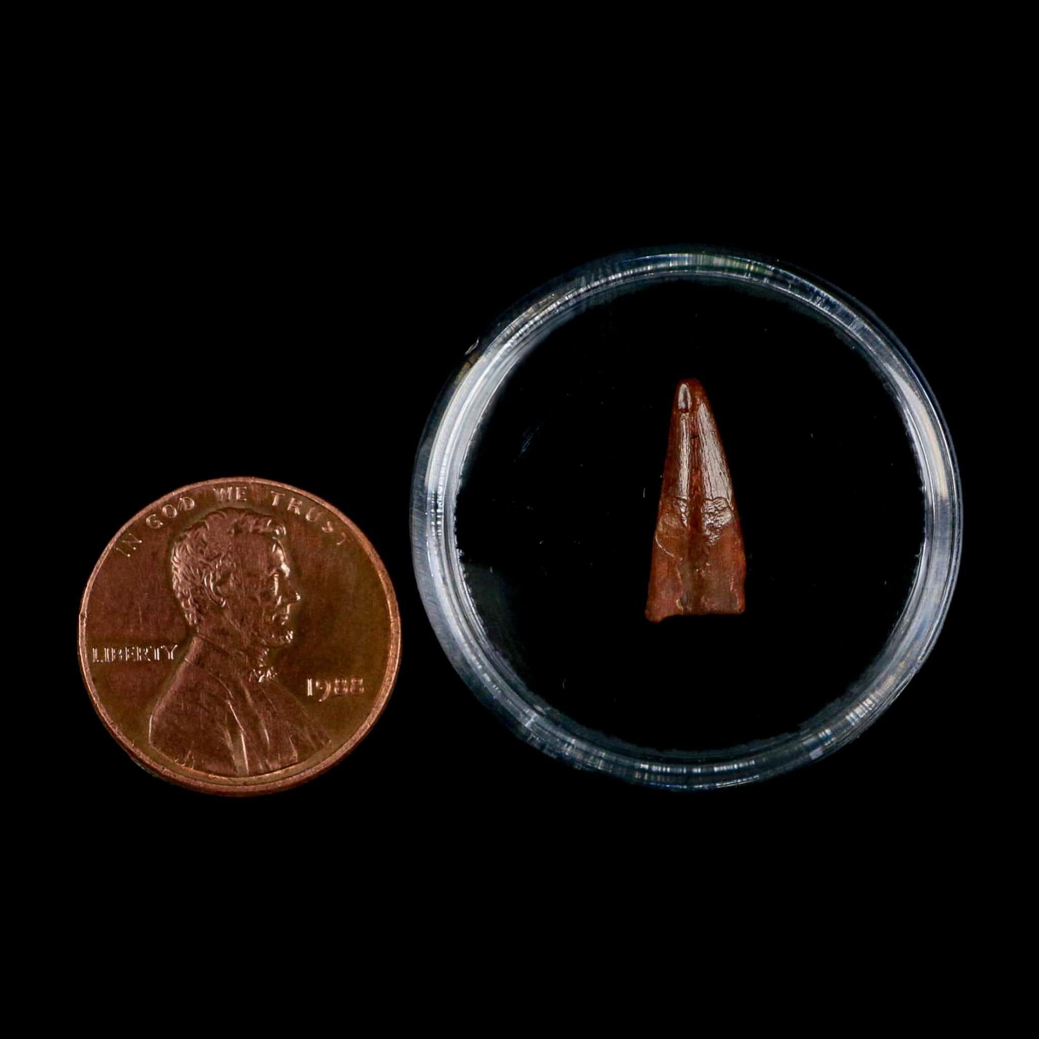 0.6" Pterosaur Coloborhynchus Fossil Tooth Upper Cretaceous Morocco COA, Display - Fossil Age Minerals