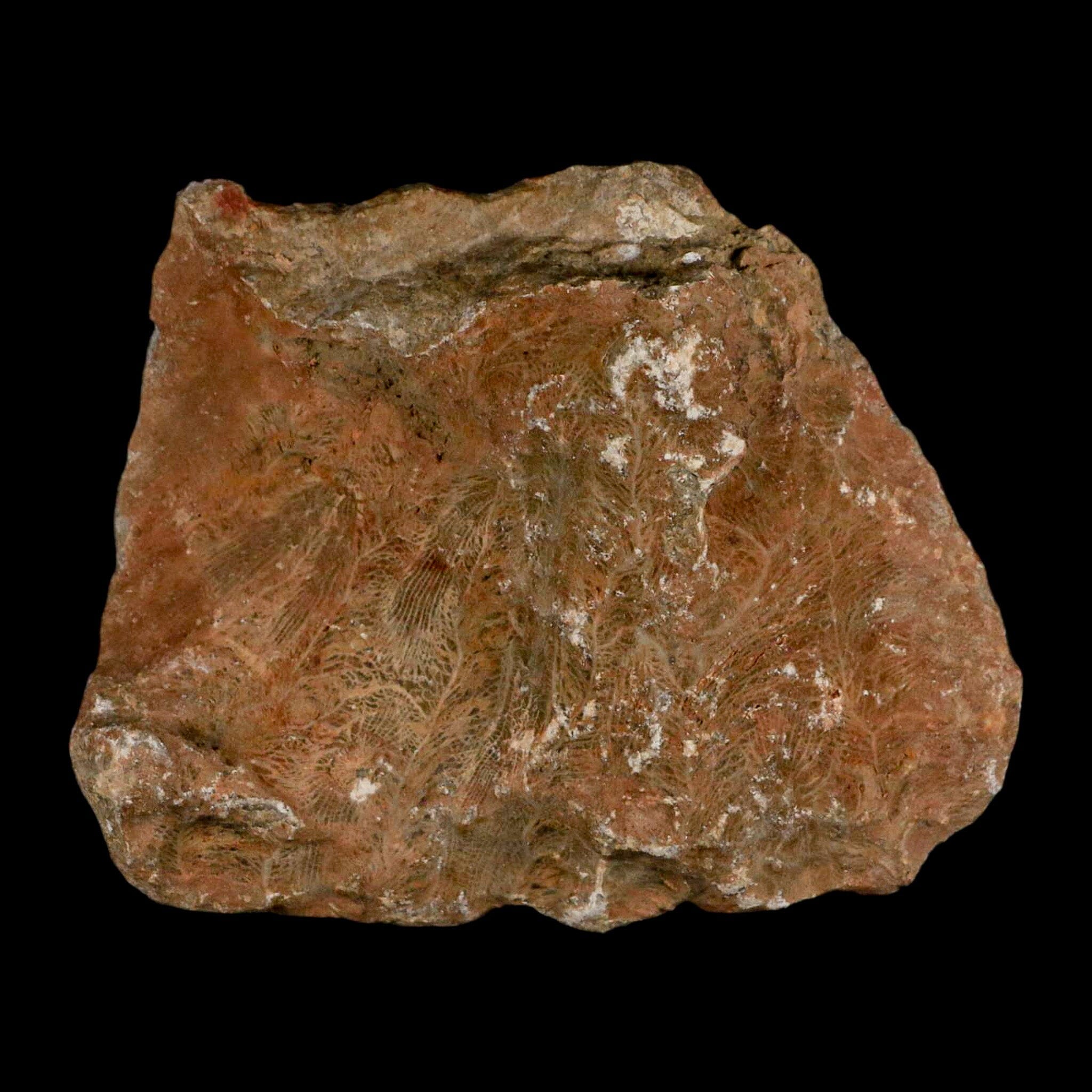 3.9" Polished Hexagonaria Coral Fossil Devonian Age 350 Million Yrs Old Morocco - Fossil Age Minerals
