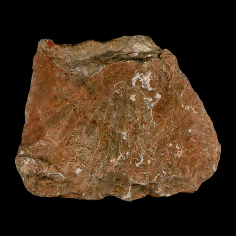 3.9" Polished Hexagonaria Coral Fossil Devonian Age 350 Million Yrs Old Morocco - Fossil Age Minerals