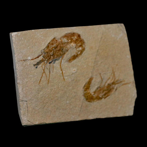 2 Two Fossil Shrimp Carpopenaeus Cretaceous Age 100 Mil Yrs Old Lebanon COA - Fossil Age Minerals