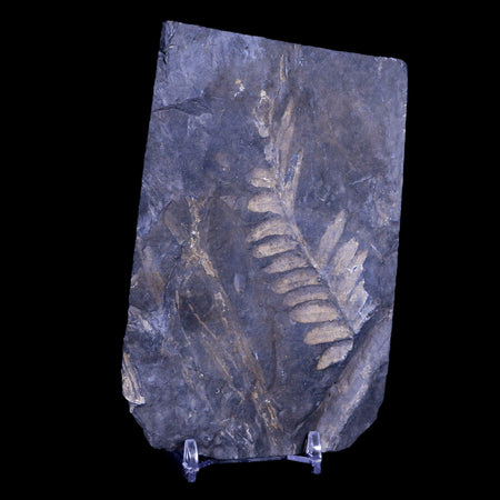 5.1" Alethopteris Fern Plant Leaf Fossil Carboniferous Age Llewellyn FM ST Clair, PA