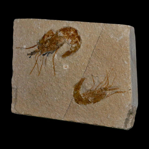 2 Two Fossil Shrimp Carpopenaeus Cretaceous Age 100 Mil Yrs Old Lebanon COA - Fossil Age Minerals