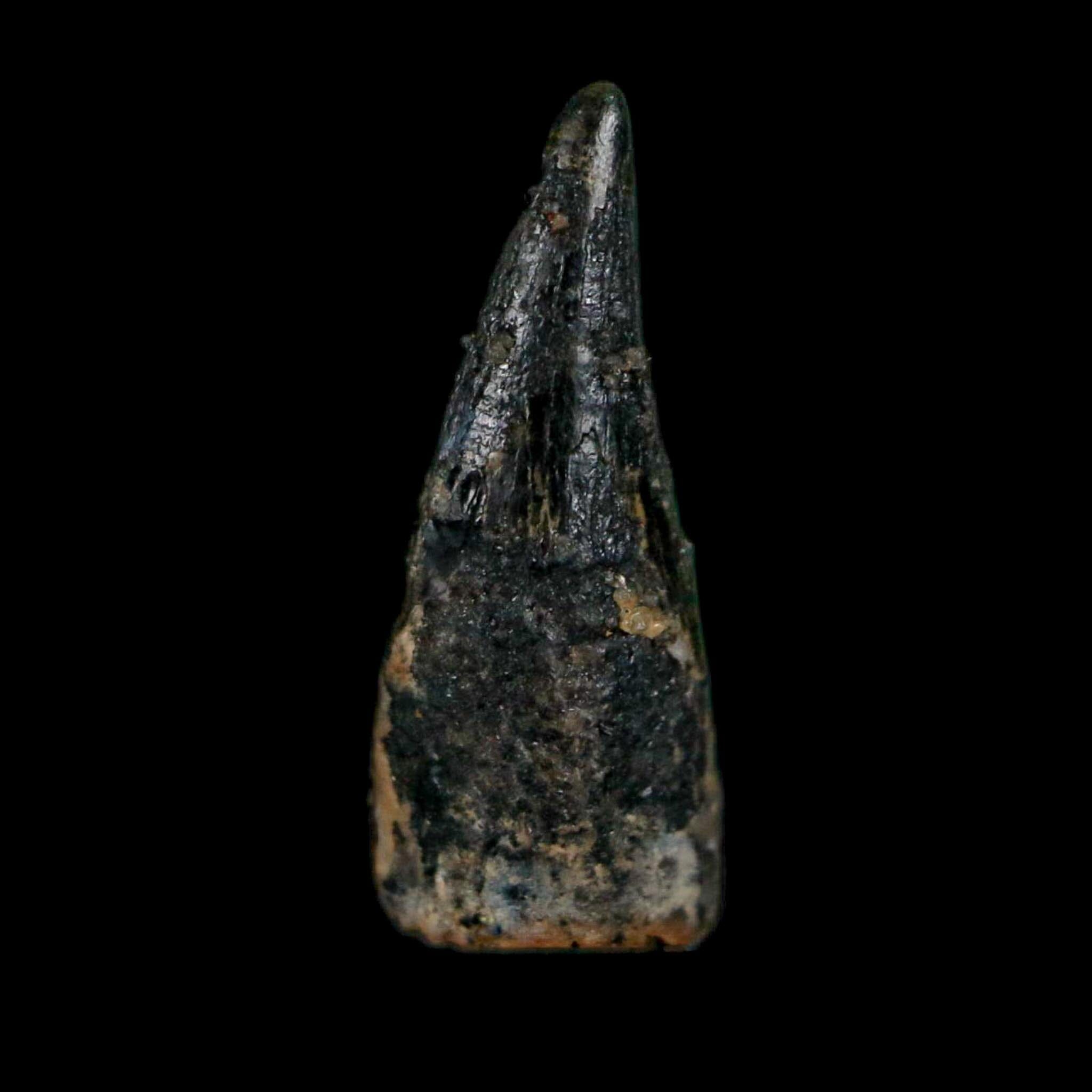 0.6" Pterosaur Coloborhynchus Fossil Tooth Upper Cretaceous Morocco COA, Display - Fossil Age Minerals