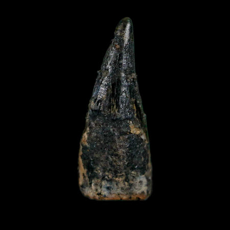 0.6" Pterosaur Coloborhynchus Fossil Tooth Upper Cretaceous Morocco COA, Display