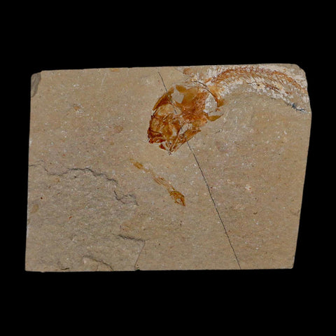 2 Two Fossil Shrimp Carpopenaeus Cretaceous Age 100 Mil Yrs Old Lebanon COA - Fossil Age Minerals