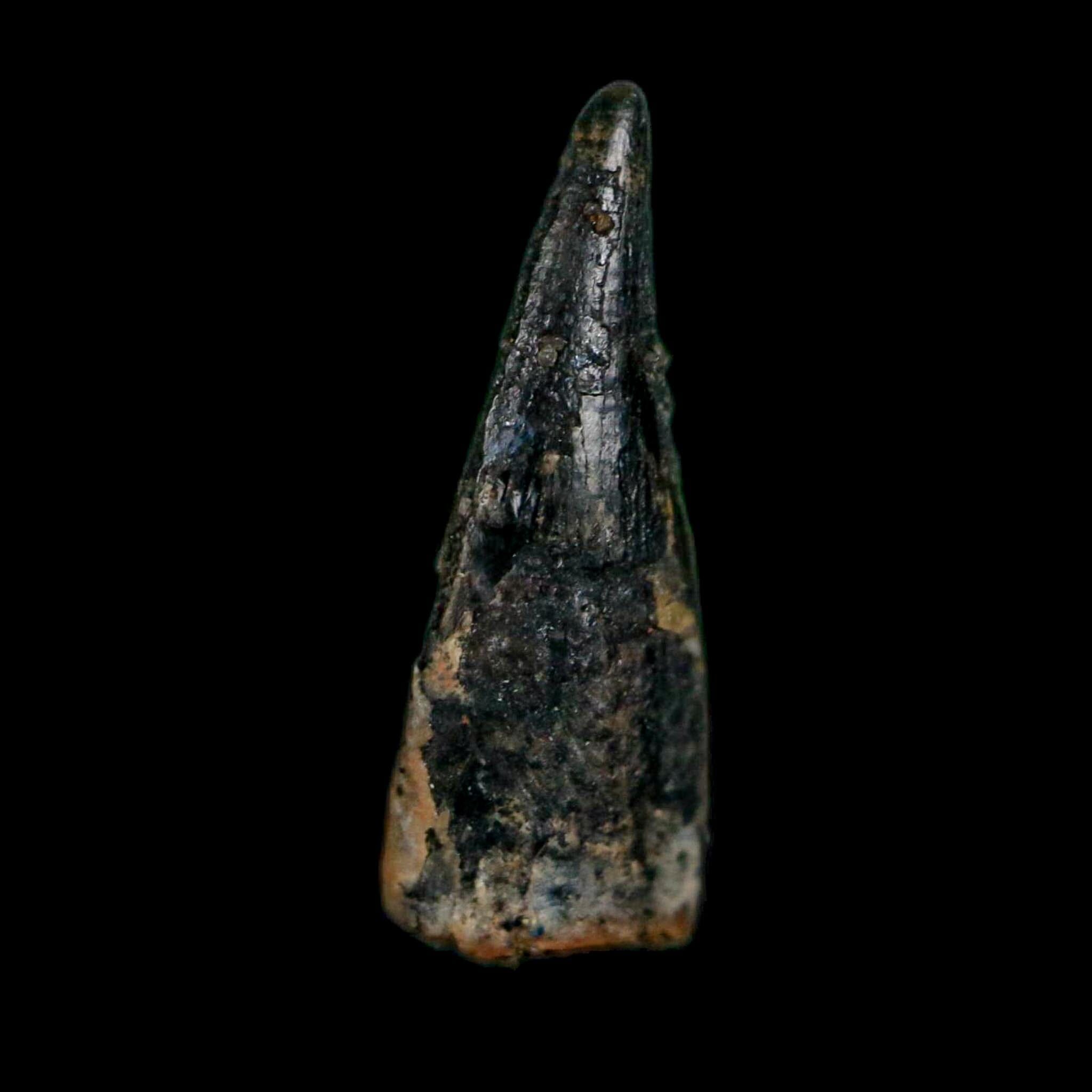 0.6" Pterosaur Coloborhynchus Fossil Tooth Upper Cretaceous Morocco COA, Display - Fossil Age Minerals