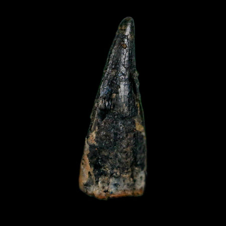 0.6" Pterosaur Coloborhynchus Fossil Tooth Upper Cretaceous Morocco COA, Display