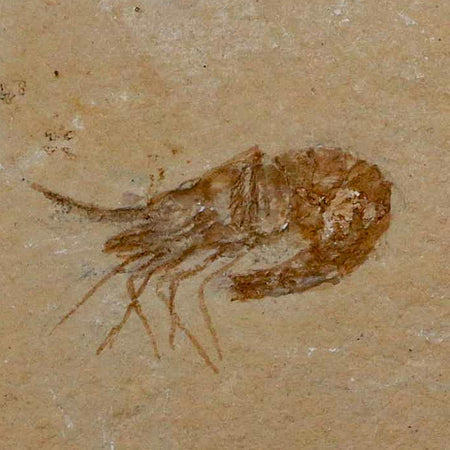 1.5" Fossil Shrimp Carpopenaeus Cretaceous Age 100 Mil Yrs Old Lebanon COA