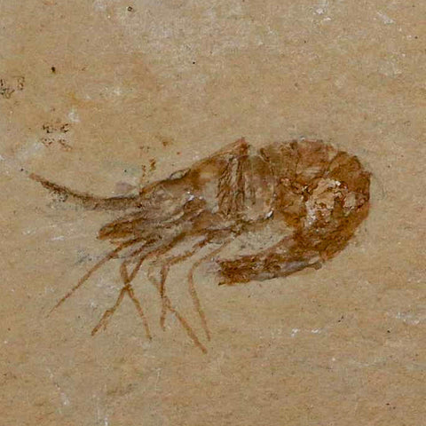 1.5" Fossil Shrimp Carpopenaeus Cretaceous Age 100 Mil Yrs Old Lebanon COA - Fossil Age Minerals