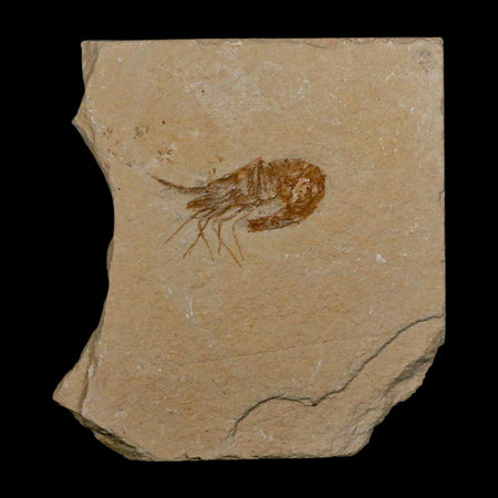 1.5" Fossil Shrimp Carpopenaeus Cretaceous Age 100 Mil Yrs Old Lebanon COA