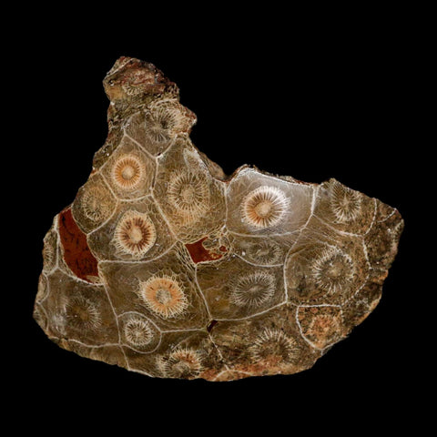 3.1" Polished Hexagonaria Coral Fossil Devonian Age 350 Million Yrs Old Morocco - Fossil Age Minerals