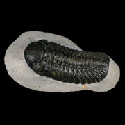 2.5" Moroccops Trilobite Fossil Devonian Morocco 400 Million Years Old COA