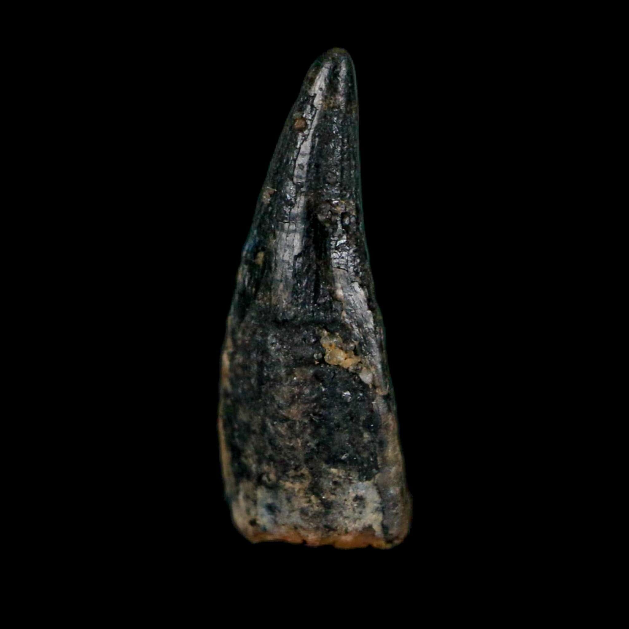 0.6" Pterosaur Coloborhynchus Fossil Tooth Upper Cretaceous Morocco COA, Display - Fossil Age Minerals