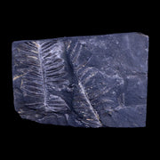 5" Alethopteris Fern Plant Leaf Fossil Carboniferous Age Llewellyn FM ST Clair, PA