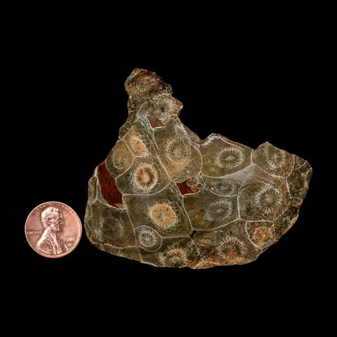 3.1" Polished Hexagonaria Coral Fossil Devonian Age 350 Million Yrs Old Morocco - Fossil Age Minerals