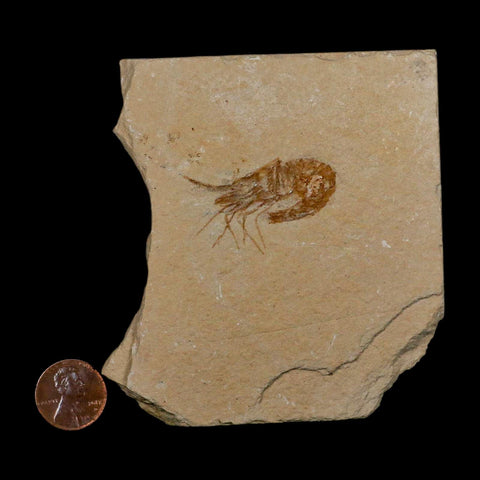 1.5" Fossil Shrimp Carpopenaeus Cretaceous Age 100 Mil Yrs Old Lebanon COA - Fossil Age Minerals