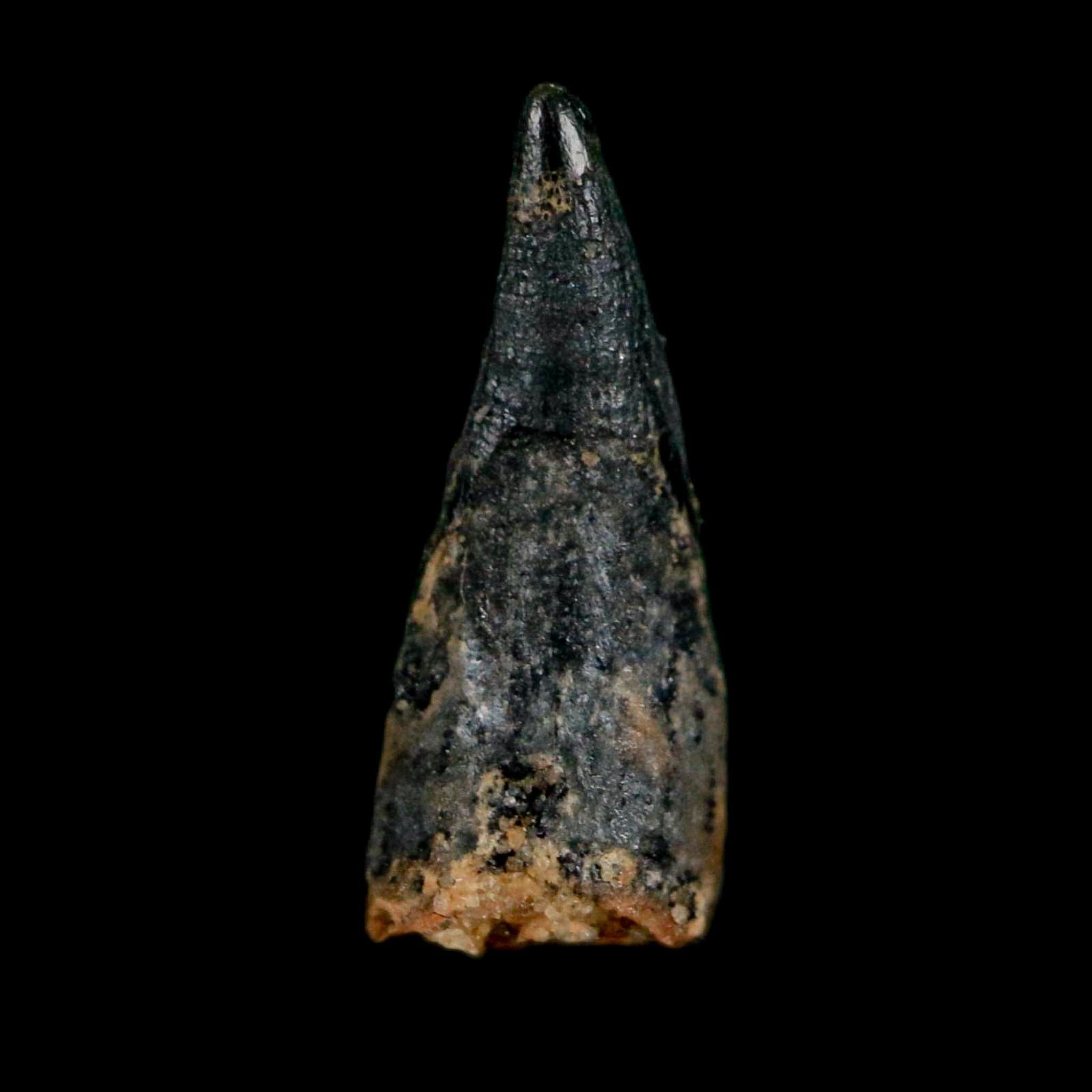 0.6" Pterosaur Coloborhynchus Fossil Tooth Upper Cretaceous Morocco COA, Display - Fossil Age Minerals