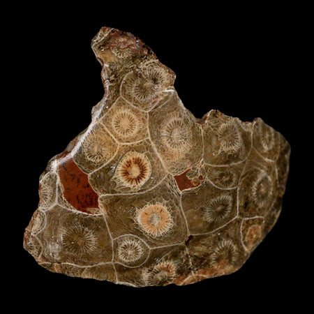 3.1" Polished Hexagonaria Coral Fossil Devonian Age 350 Million Yrs Old Morocco