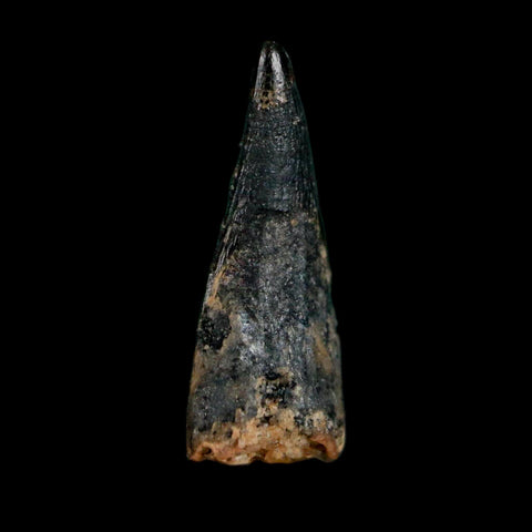 0.6" Pterosaur Coloborhynchus Fossil Tooth Upper Cretaceous Morocco COA, Display - Fossil Age Minerals