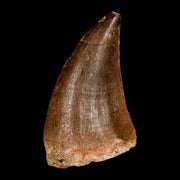 1.7" Mosasaur Prognathodon Fossil Tooth Cretaceous Dinosaur Era COA, Stand