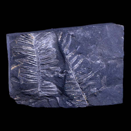 5" Alethopteris Fern Plant Leaf Fossil Carboniferous Age Llewellyn FM ST Clair, PA